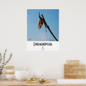 Ephemeroptera - Poster (Cuisine)