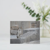 Ephesus Cat Briefkaart (Staand voorkant)