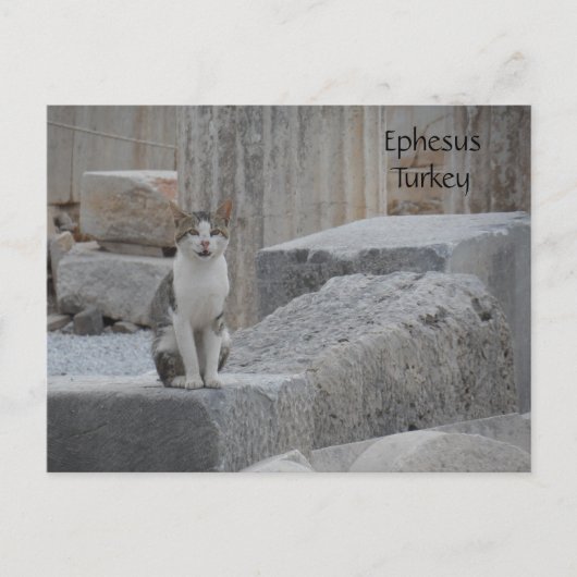 Ephesus Cat Briefkaart (Voorkant)
