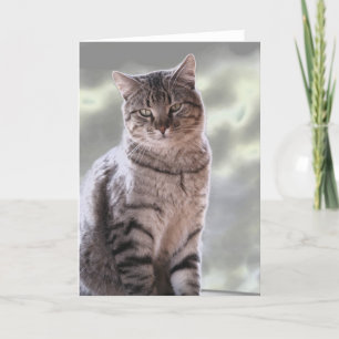 Ephraim's kat kaart