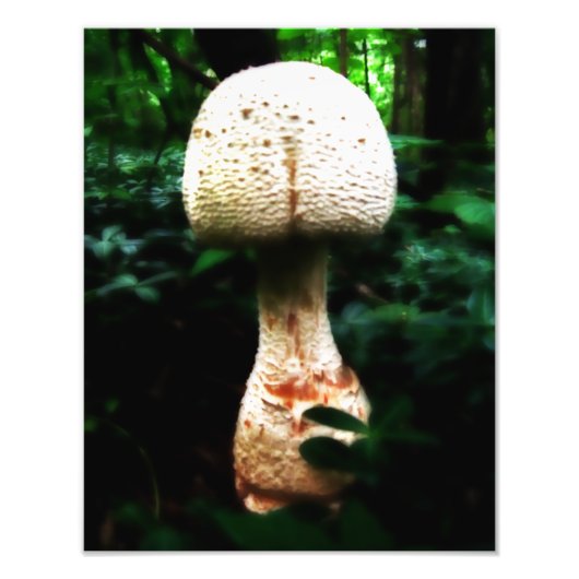 Epic Mushroom Foto Afdruk (Voorkant)