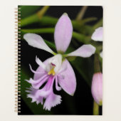 Epidendrum caligarium (Devant)