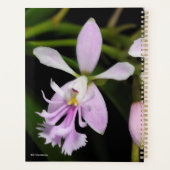 Epidendrum caligarium planner (Achterkant)