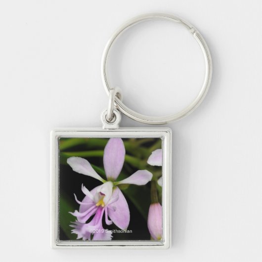 Epidendrum caligarium sleutelhanger (Voorkant)