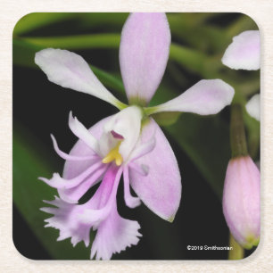 Epidendrum caligarium vierkante kartonnen onderzetter