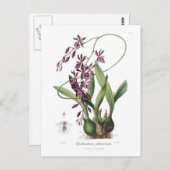 Epidendrum phoeniceum briefkaart (Voorkant / Achterkant)