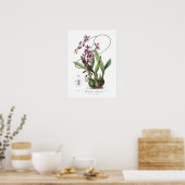 Epidendrum Phoeniceum. Poster (Keuken)