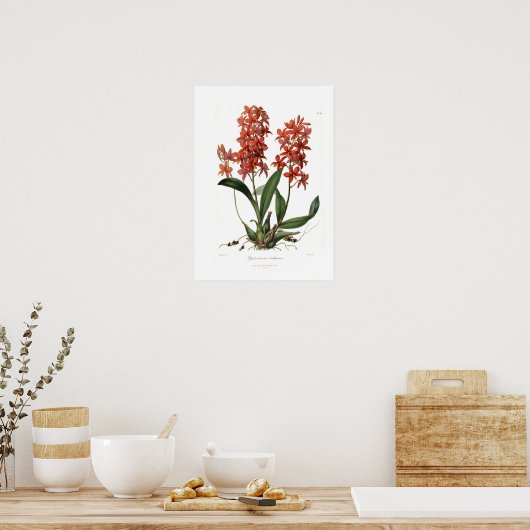 Epidendrum Vitellinum Poster (Keuken)