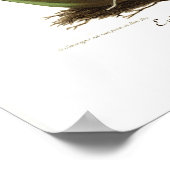 Epidendrum vitellinum poster (Hoek)