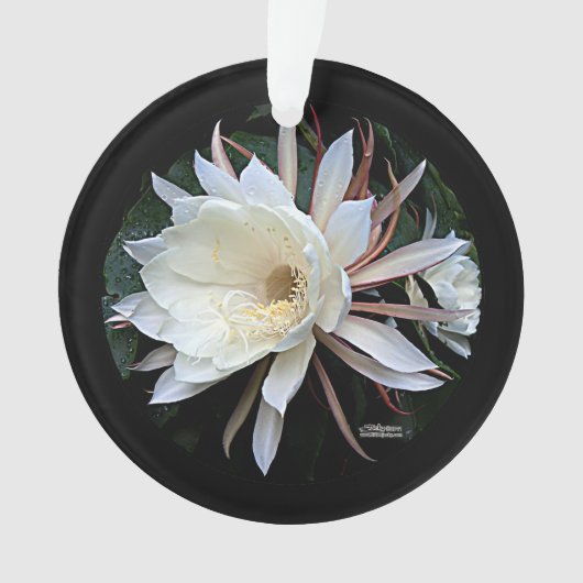 Epifyt Cactus Bloem Ornament (voorkant)