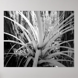 Epifytische tillandsia komen veel voor in Florida, Poster