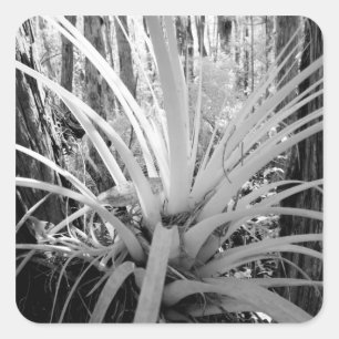 Epifytische tillandsia komen veel voor in Florida, Vierkante Sticker