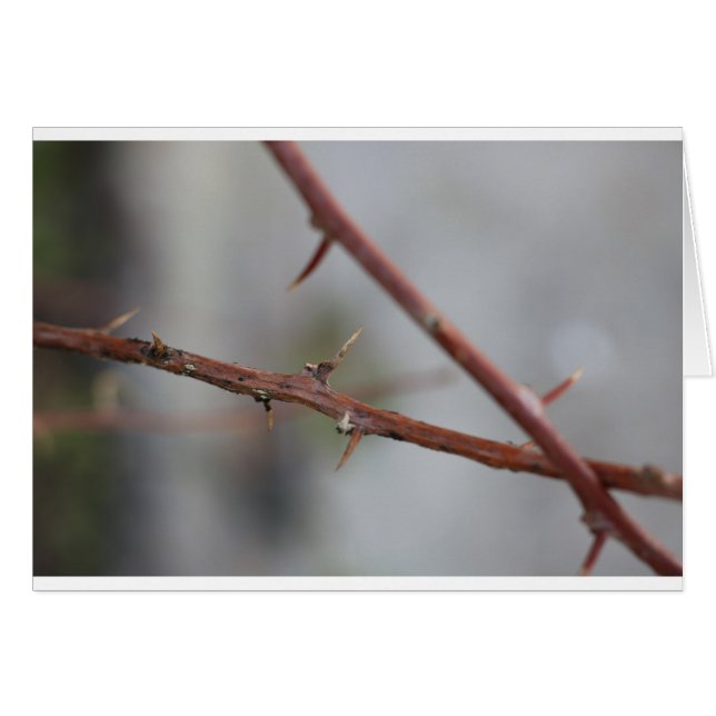 Épines (Devant horizontal)