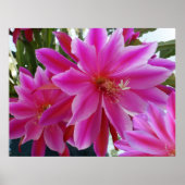 Epiphyllum Poster (Voorkant)