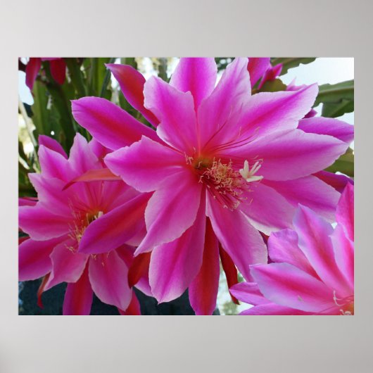 Epiphyllum Poster (Voorkant)
