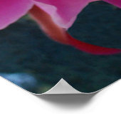 Epiphyllum Poster (Hoek)