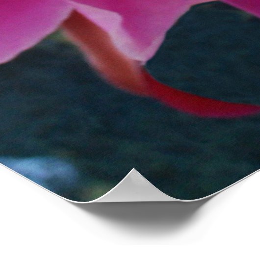 Epiphyllum Poster (Hoek)