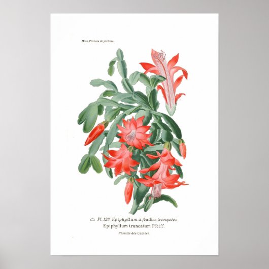 Epiphyllum truncatum poster (Voorkant)