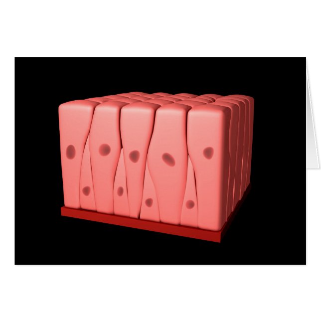 Épithélium Columnaire Pseudostratifié (Devant horizontal)