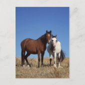 Equine Buddies Briefkaart (Voorkant)