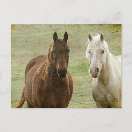 Equine Buddies Briefkaart (Voorkant)