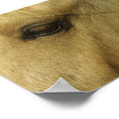 Equine Eye Poster (Hoek)