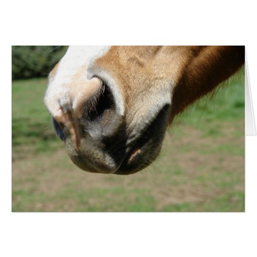 Equine Nose (Voorkant Horizontaal)