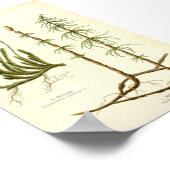  Equisetum arvense &  Lycopodium clavatum Poster (Hoek)