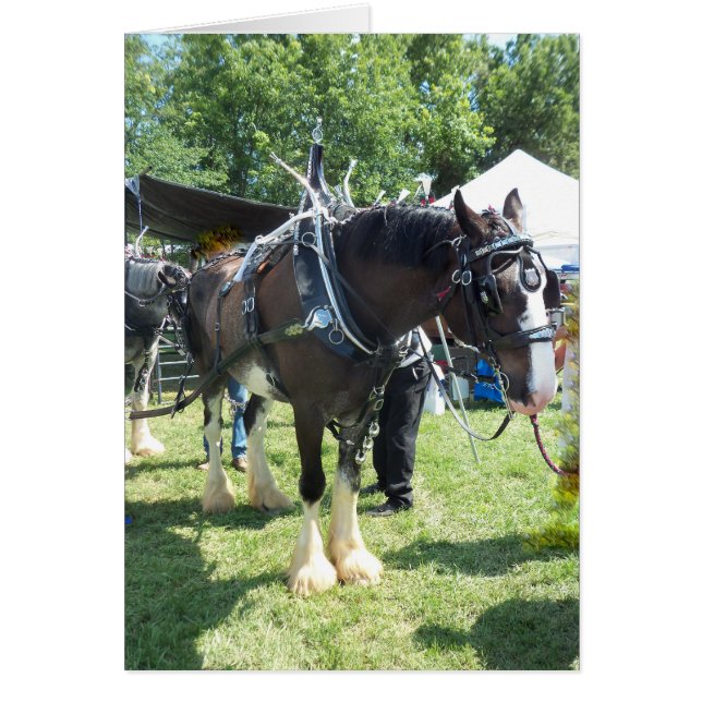 Équitable Cheval (Devant)