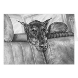 Équitation de dobermann dans le dessin de voiture