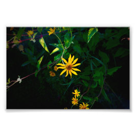 Er ontstaat een bloem foto afdruk