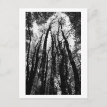 Er was eens in het bos