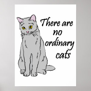 Er zijn geen gewone katten poster
