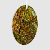 Érable changeant de couleur en vert et or à l'auto (devant)