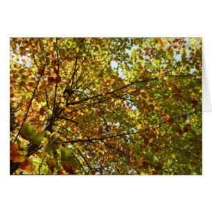 Érable changeant de couleur en vert et or à l'auto
