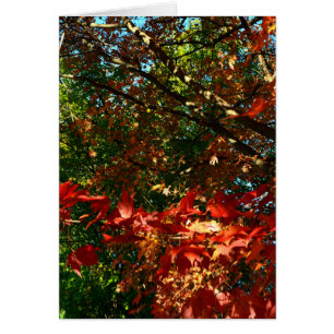 Érable japonais en automne