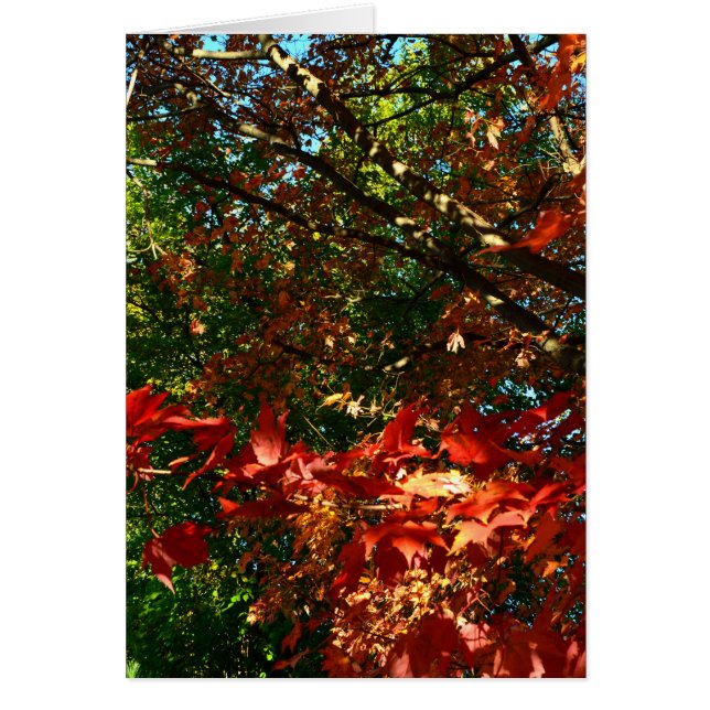 Érable japonais en automne (Devant)