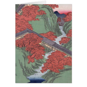 érable rouge japonais