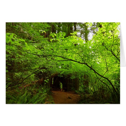 Érables dans la forêt de séquoias (Devant horizontal)