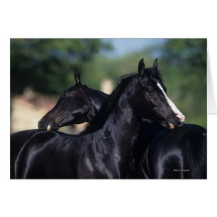 Éraflure arabe de cheval