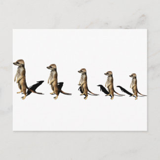Erdmännchen in Reihe Briefkaart