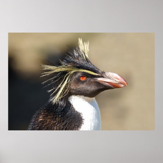 Erect-crested pinguïn poster (Voorkant)
