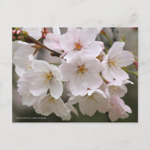 Ergens-yoshino: Cherry Blossom [Briefkaart] Briefkaart