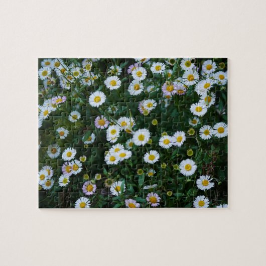 Erigeron Daisies Puzzle Legpuzzel (Horizontaal)