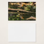 Erithacus rubecula (Devant & derrière)