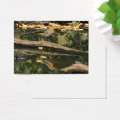 Erithacus rubecula (Bureau)