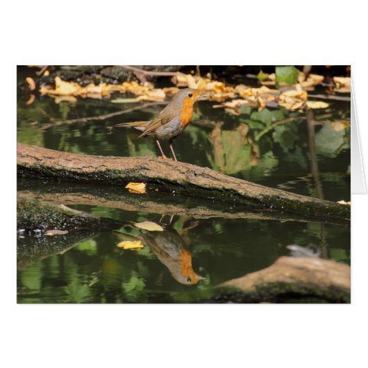 Erithacus rubecula (Devant Horizontal)