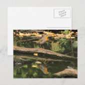 Erithacus rubecula briefkaart (Voorkant / Achterkant)