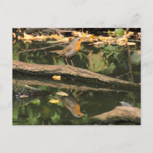 Erithacus rubecula briefkaart