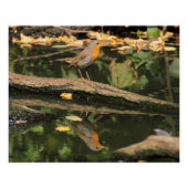 Erithacus rubecula perfect poster (Voorkant)